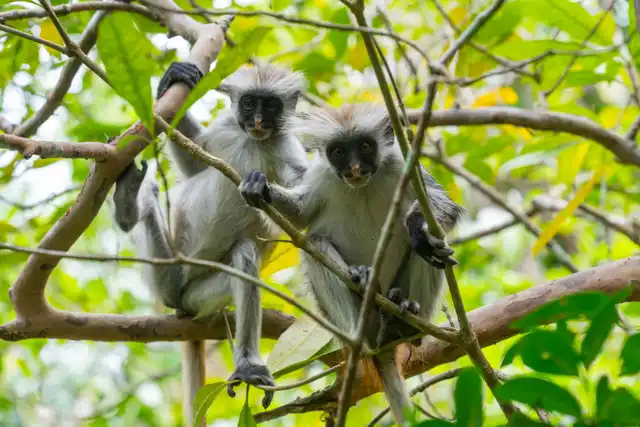 Red colobus monkey in Jozani Forest