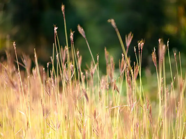 Lemongrass stalks